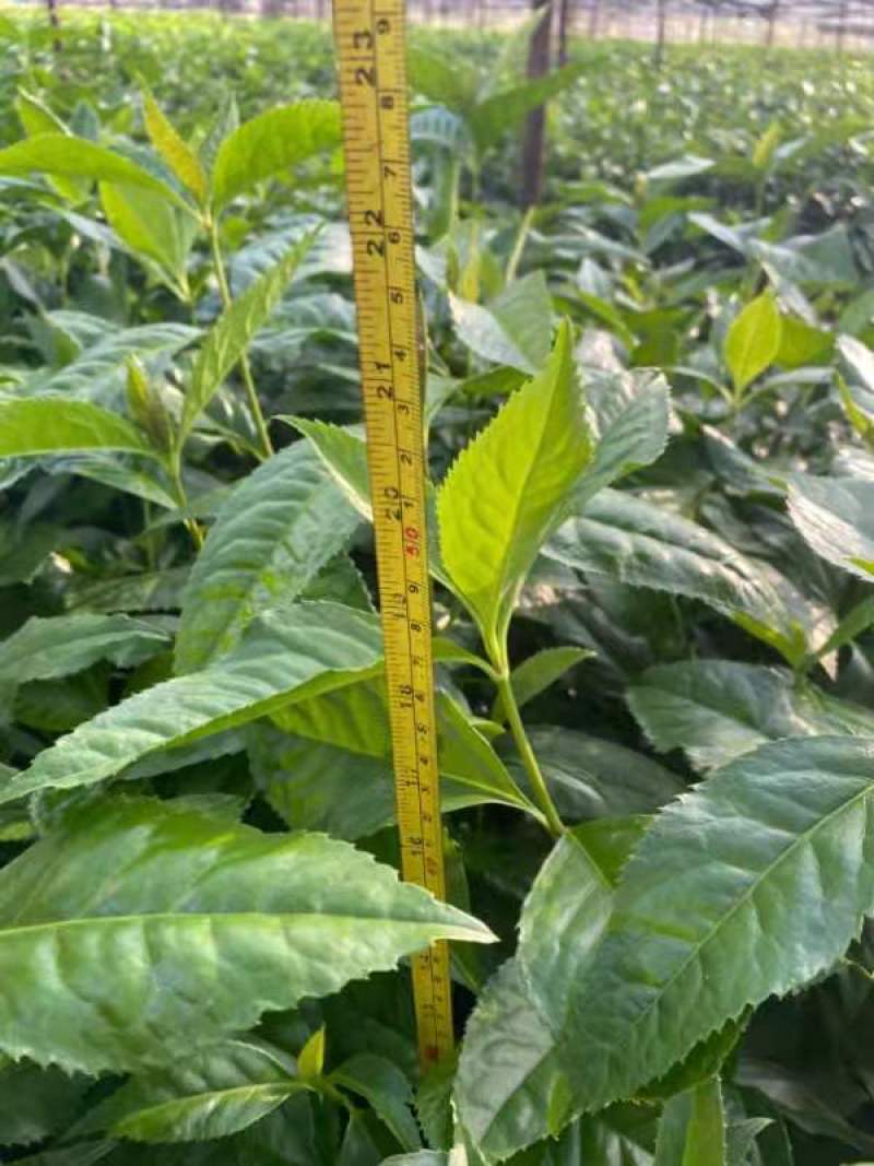 有大量草珊瑚苗出售有需要的老板请下单