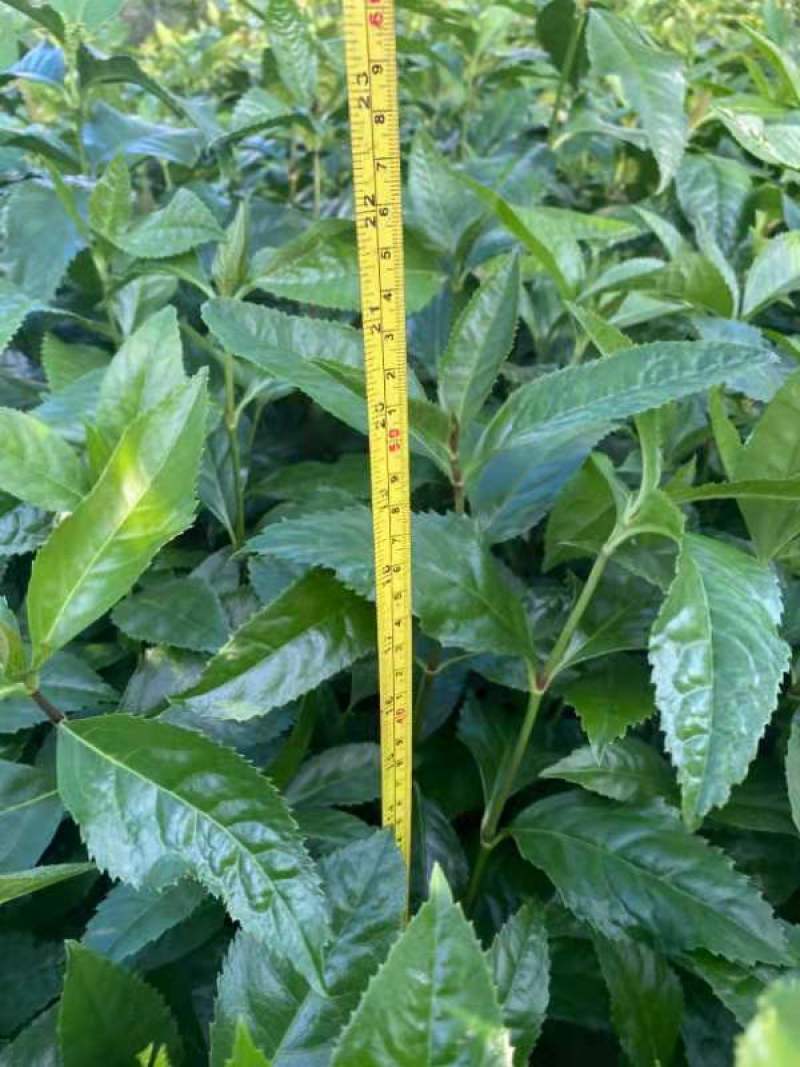 有大量草珊瑚苗出售有需要的老板请下单