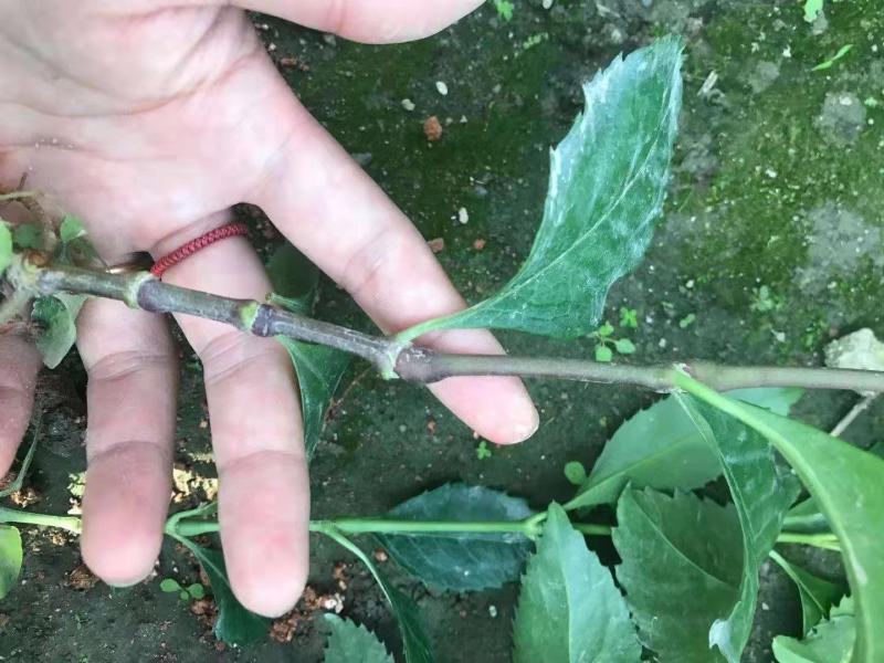 有大量草珊瑚苗出售有需要的老板请下单