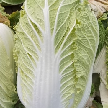 黄心白菜