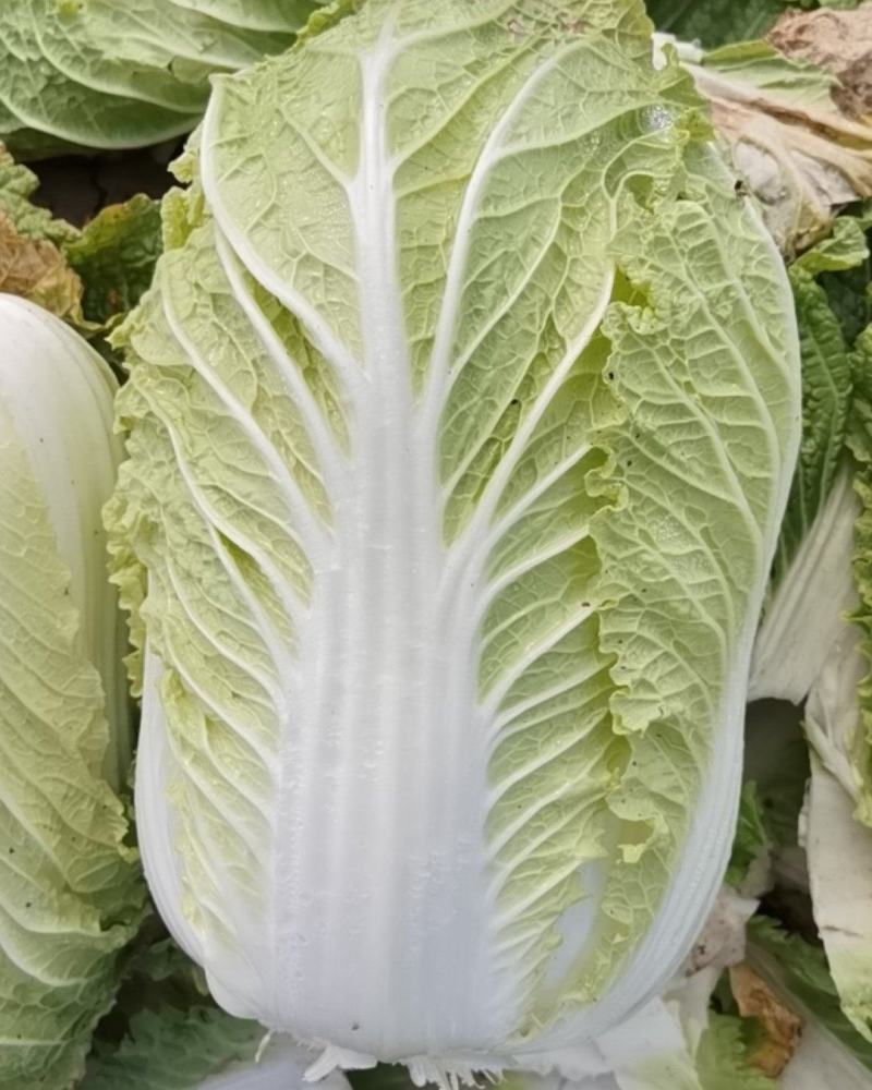 黄心白菜