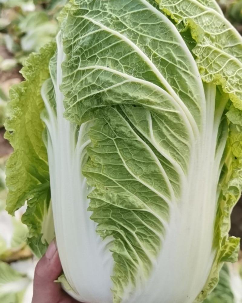 黄心白菜