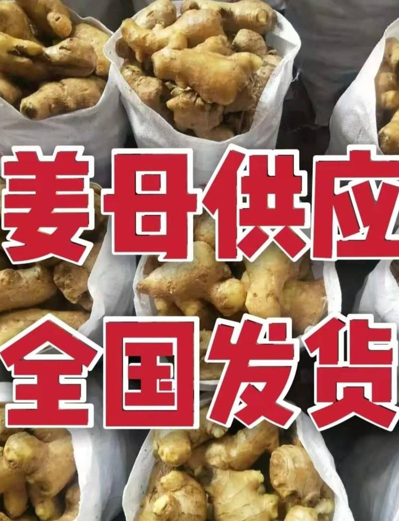 广西窖藏大小黄姜产地批发一手货源全国物流发货