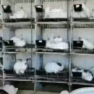 肉兔种兔