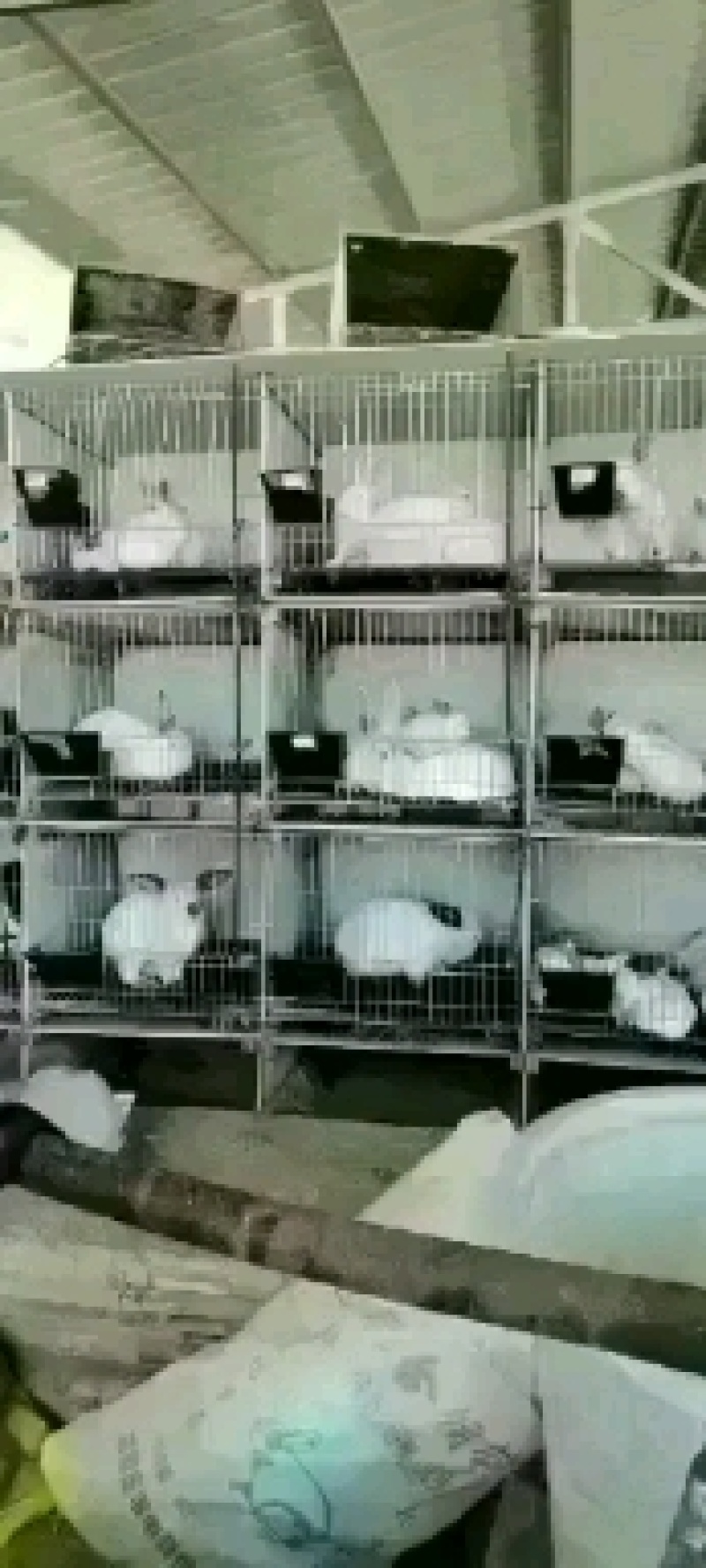 肉兔种兔
