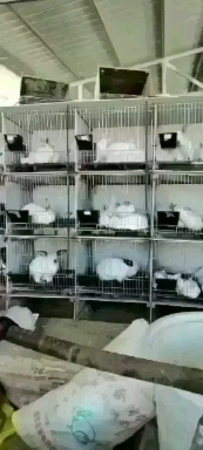 肉兔种兔