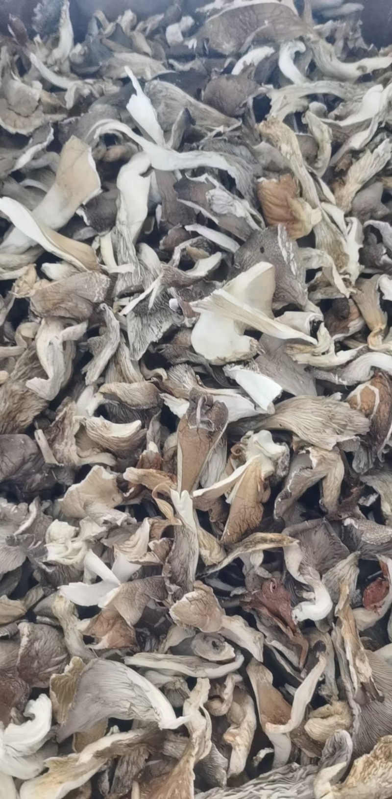 平菇平菇丝平菇干产地直销性价比高干净净重