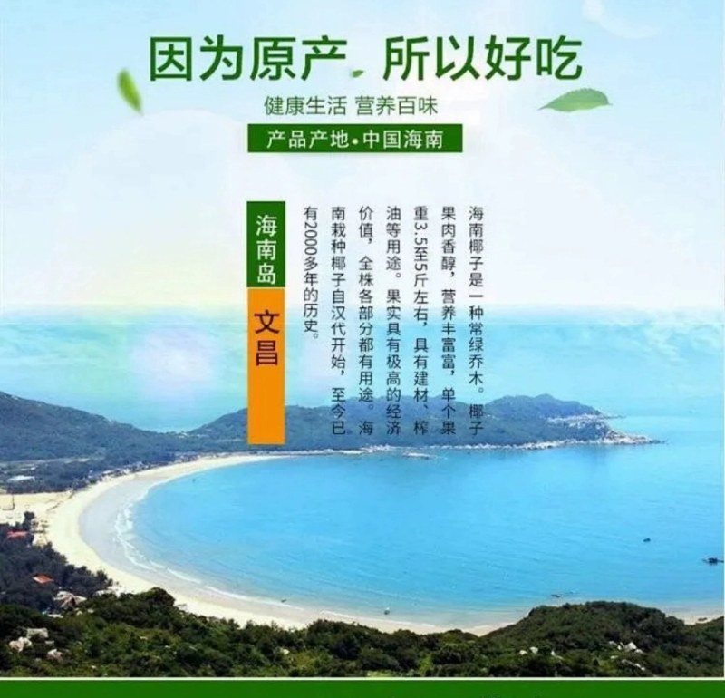 【包邮】海南文昌老椰子毛椰特大果批发毛椰椰皇包物流商用果