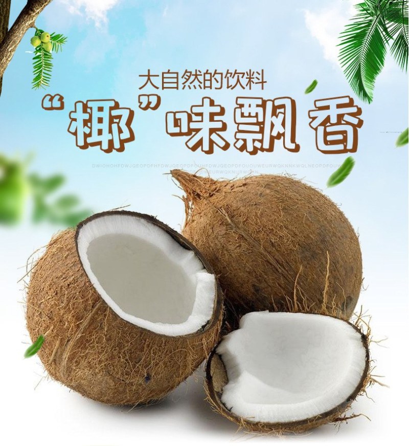 【包邮】海南文昌老椰子毛椰特大果批发毛椰椰皇包物流商用果