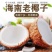 【包邮】海南文昌老椰子毛椰特大果批发毛椰椰皇包物流商用果