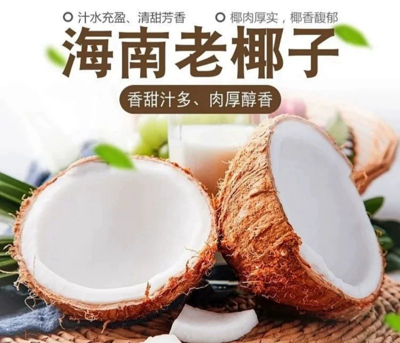 【包邮】海南文昌老椰子毛椰特大果批发毛椰椰皇包物流商用果