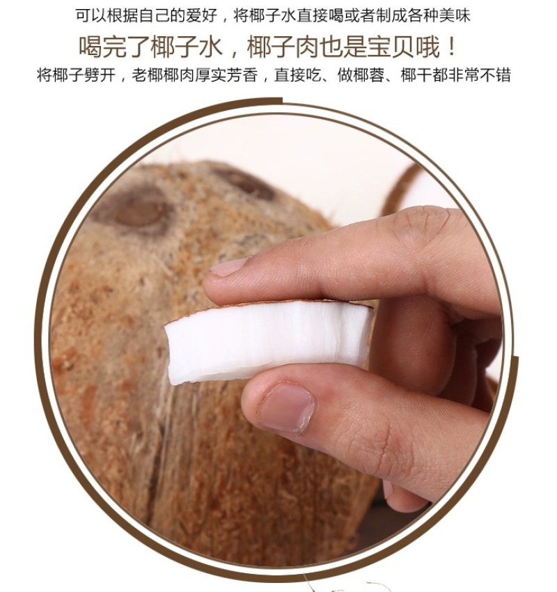 【包邮】海南文昌老椰子毛椰特大果批发毛椰椰皇包物流商用果