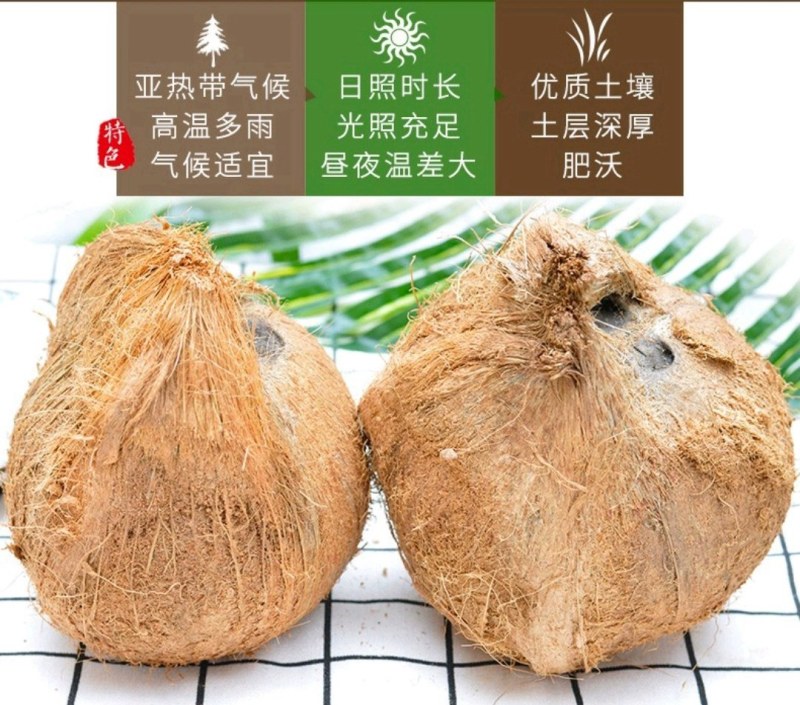 【包邮】海南文昌老椰子毛椰特大果批发毛椰椰皇包物流商用果