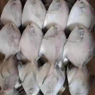 白鲳