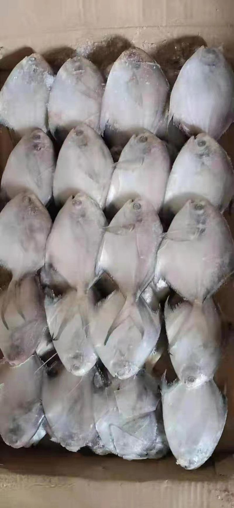 白鲳