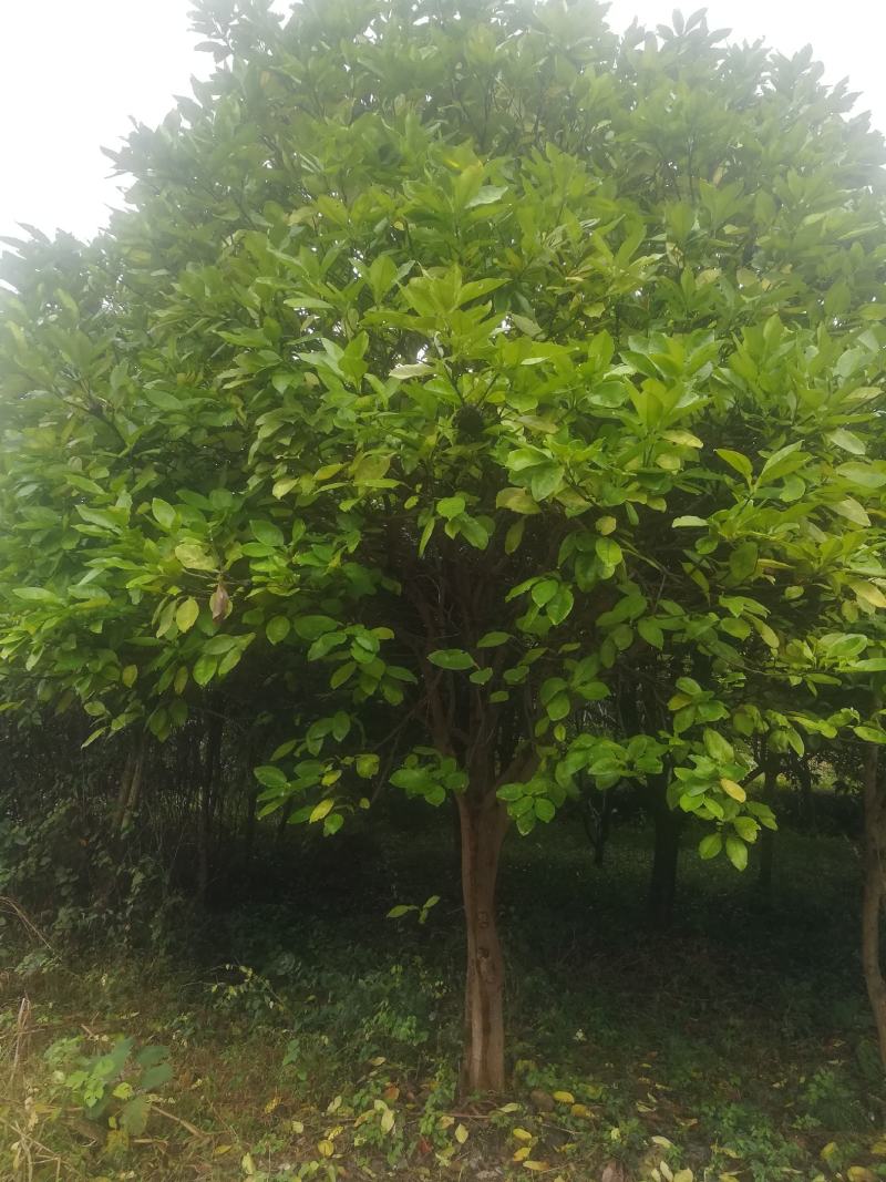 大规格柚子树