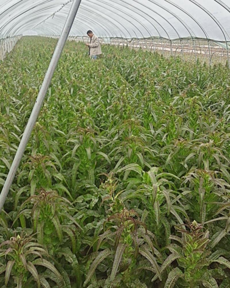 莴苣红尖叶莴笋安徽宿州莴笋货源充足一手货源代发全国