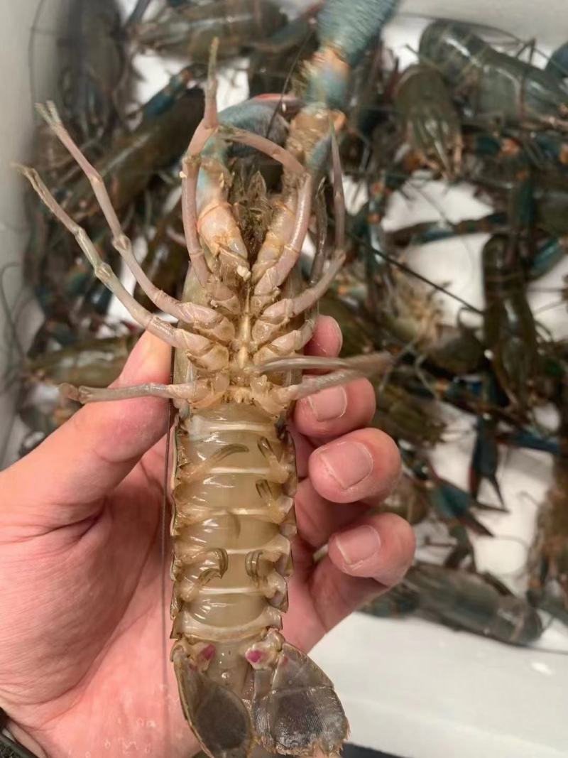 澳龙