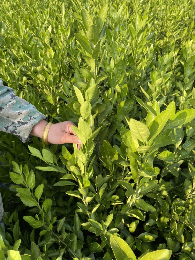 大叶尾张迟熟蜜桔苗湖南果苗产量高适应性特强的果树苗