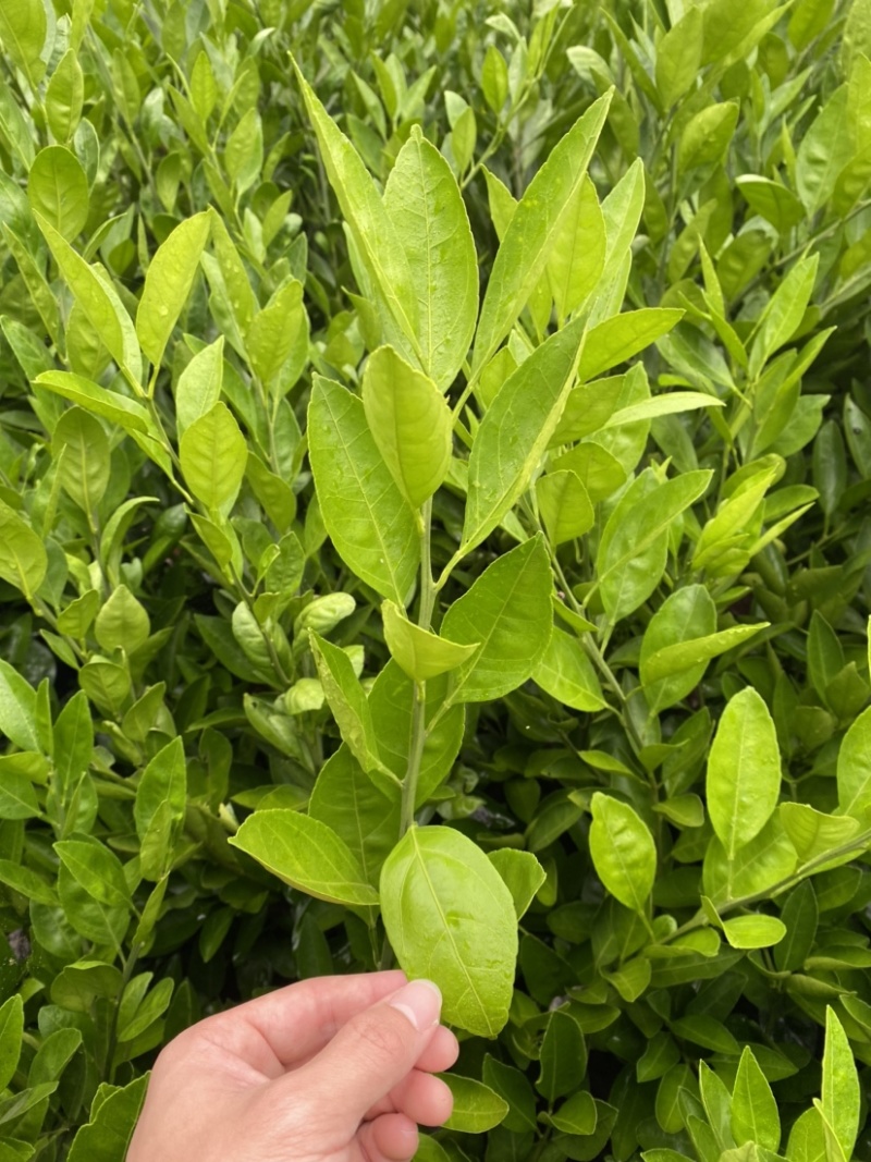 大叶尾张迟熟蜜桔苗湖南果苗产量高适应性特强的果树苗