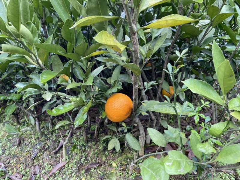 大叶尾张迟熟蜜桔苗湖南果苗产量高适应性特强的果树苗