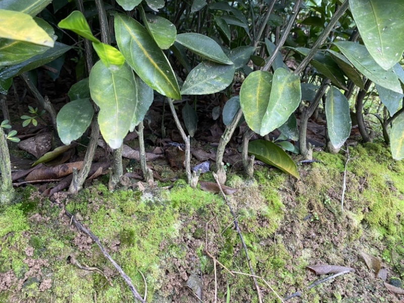 大叶尾张迟熟蜜桔苗湖南果苗产量高适应性特强的果树苗