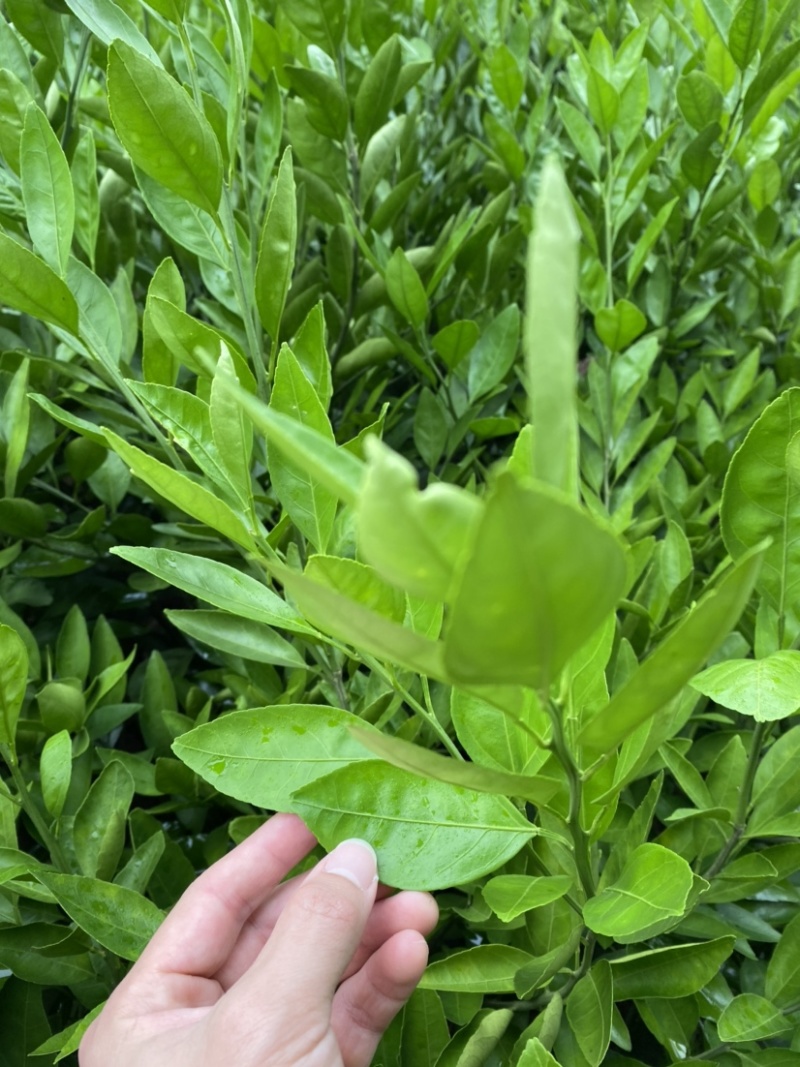 大叶尾张迟熟蜜桔苗湖南果苗产量高适应性特强的果树苗