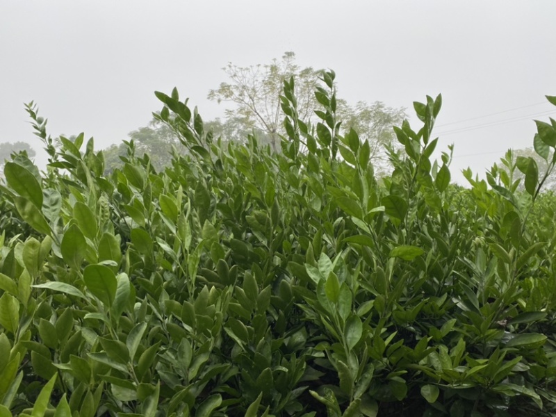 大叶尾张迟熟蜜桔苗湖南果苗产量高适应性特强的果树苗