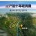 云南野生茯苓白茯苓块茯苓丁块1000克特价多省包邮免运费