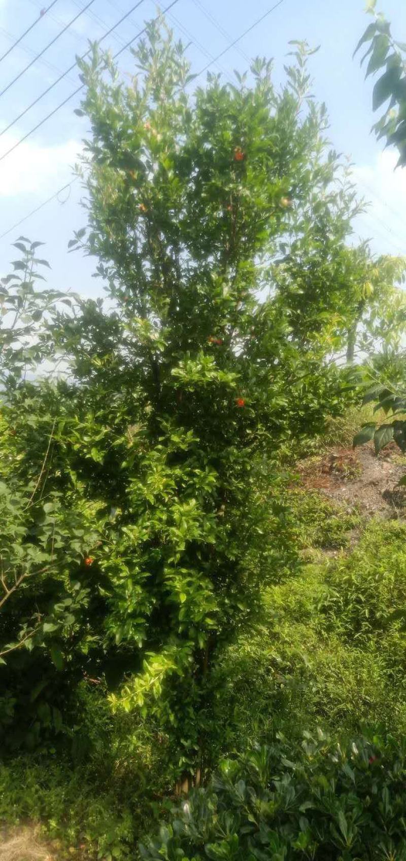 丛生花石榴