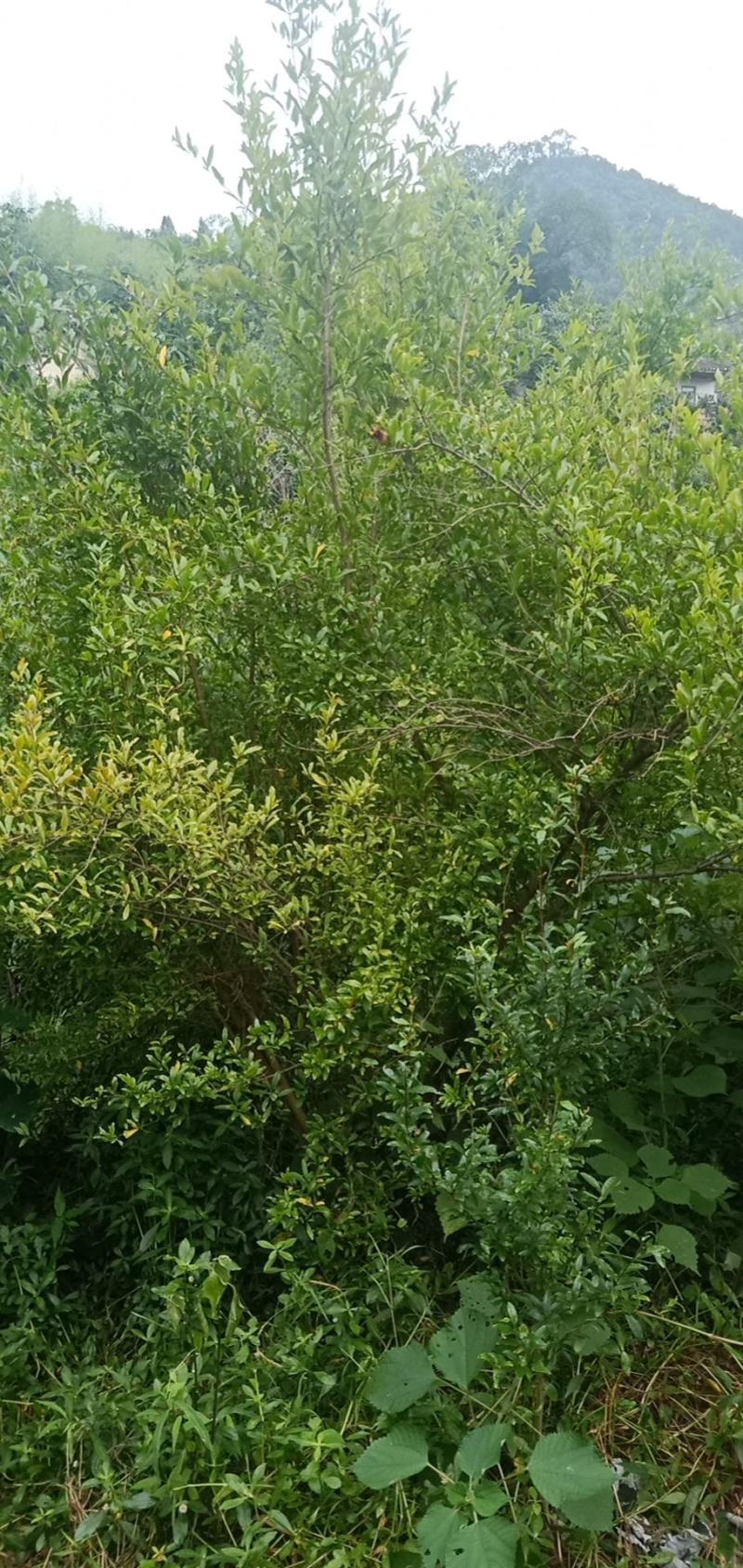 丛生花石榴