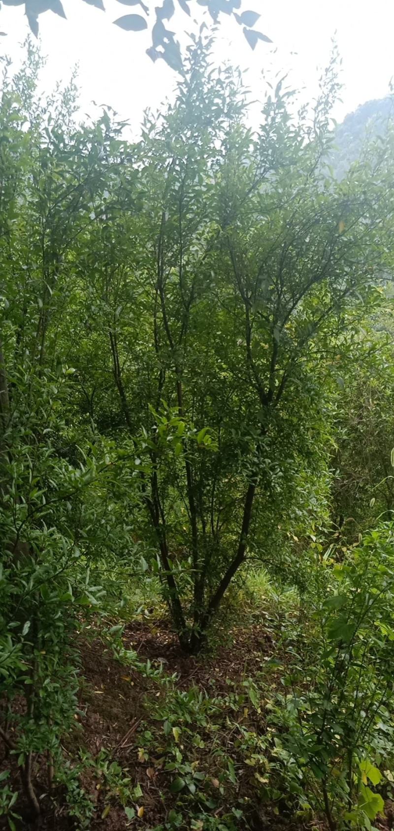 丛生花石榴