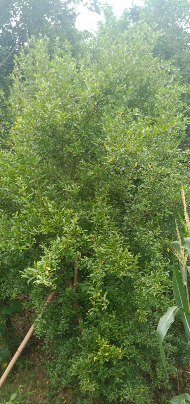 丛生花石榴
