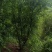 丛生花石榴