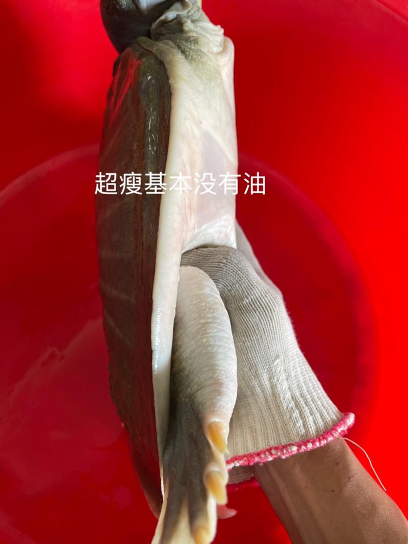 广东中华鳖黄沙鳖老甲鱼3-8斤顺丰包邮活体到货
