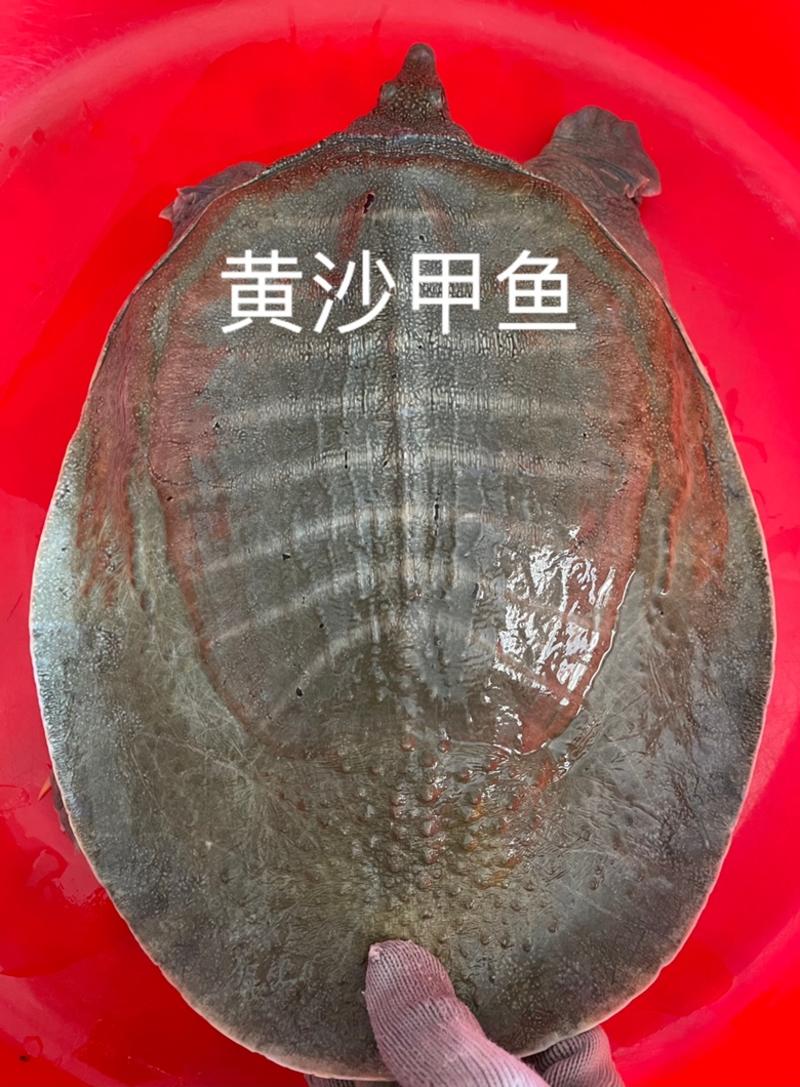 广东中华鳖黄沙鳖老甲鱼3-8斤顺丰包邮活体到货