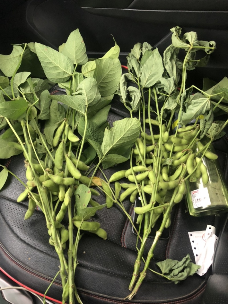 6-12月现货供应毛豆万亩基地一手货源！欢迎电话咨询