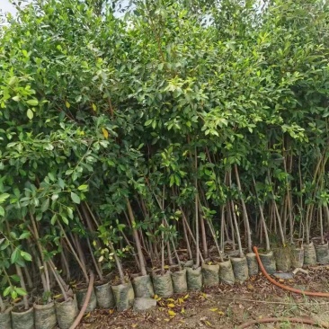 小叶榕供应各种大小规格
