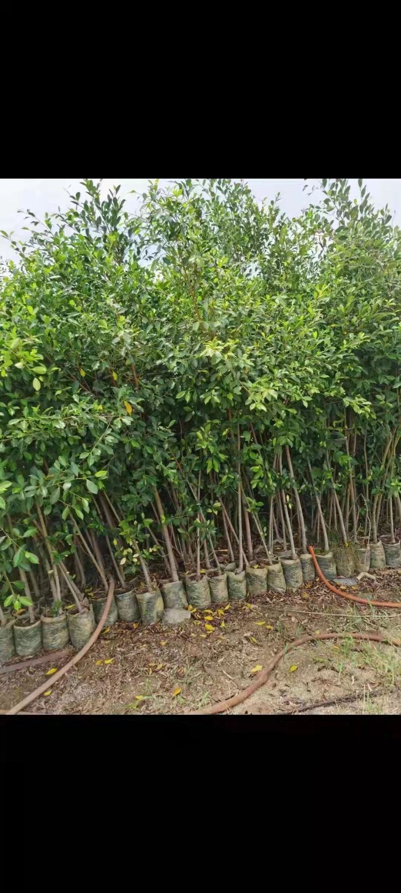 小叶榕供应各种大小规格
