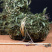 海金沙草海金沙藤草干货退换无忧只做正品