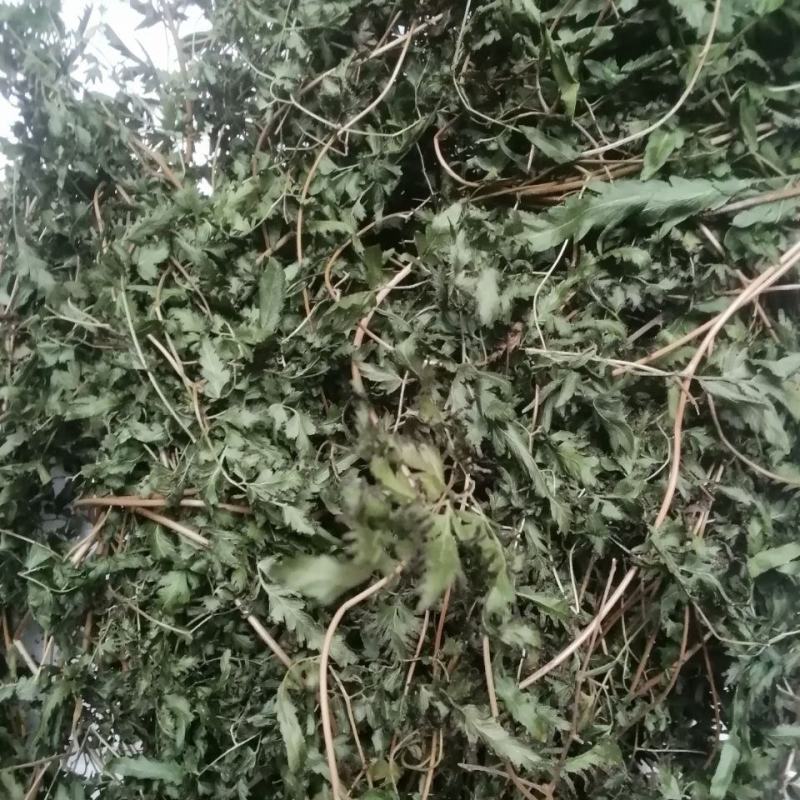 海金沙草海金沙藤草干货退换无忧只做正品
