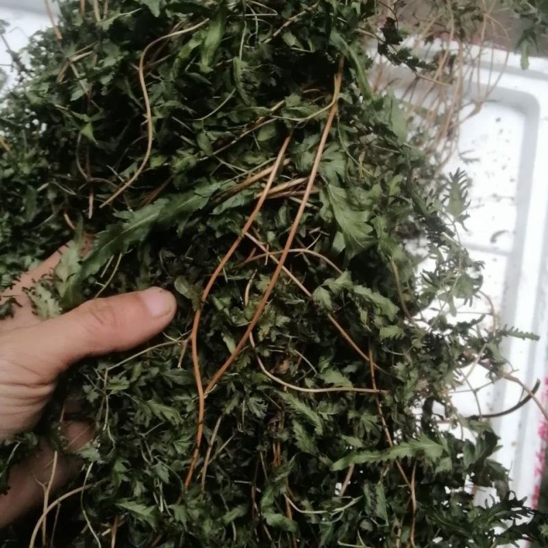 海金沙草海金沙藤草干货退换无忧只做正品