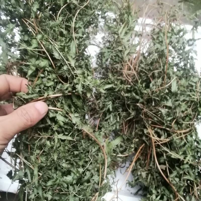 海金沙草海金沙藤草干货退换无忧只做正品