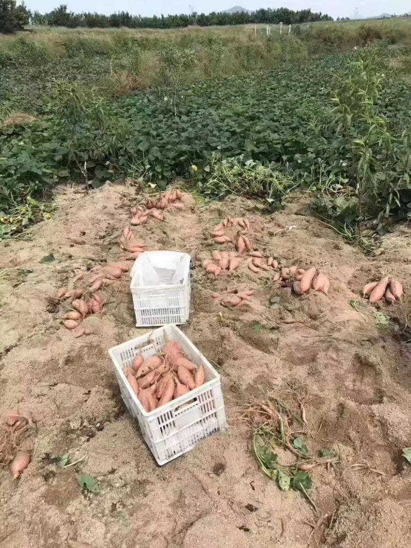 烟薯25
