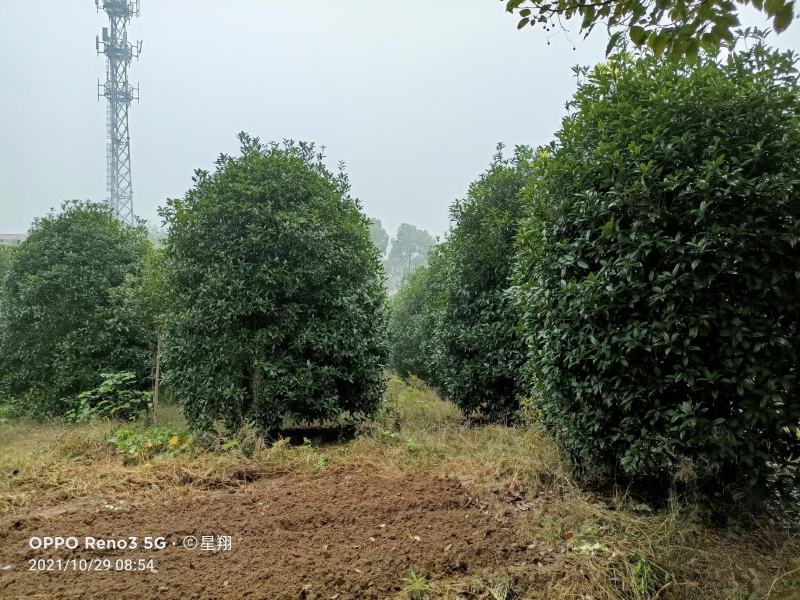 丛生桂花，丛生丹桂，地笼桂花，自已苗圃，一手货源，
