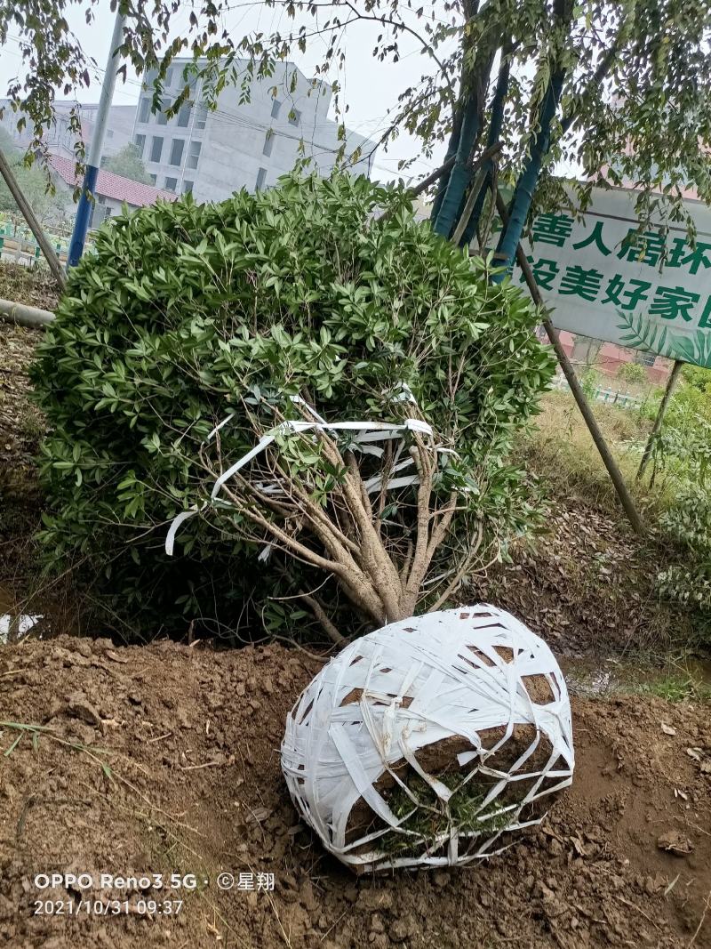 丛生桂花，丛生丹桂，地笼桂花，自已苗圃，一手货源，