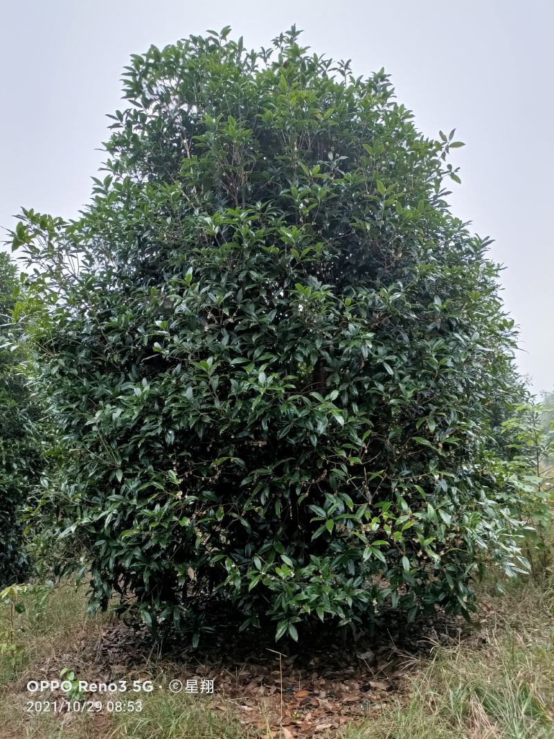 丛生桂花，丛生丹桂，地笼桂花，自已苗圃，一手货源，