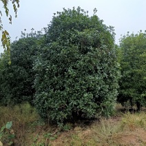 丛生桂花，丛生丹桂，地笼桂花，自已苗圃，一手货源，