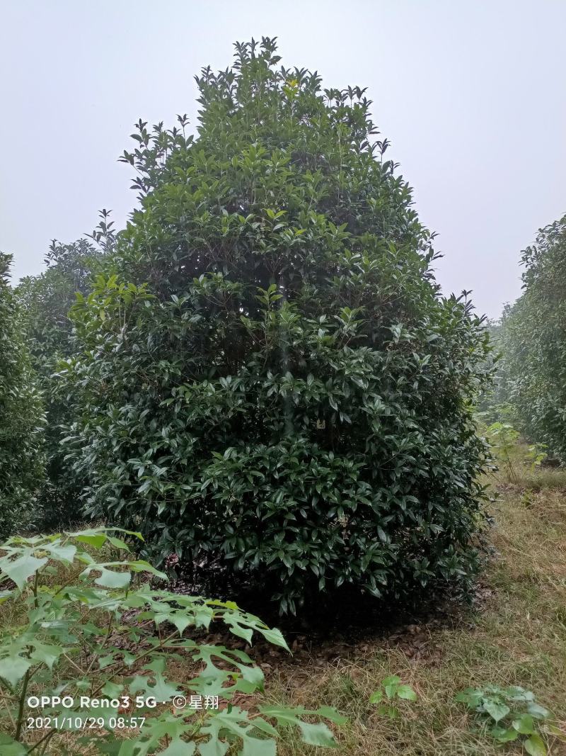 丛生桂花，丛生丹桂，地笼桂花，自已苗圃，一手货源，