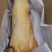 红烧乳猪
